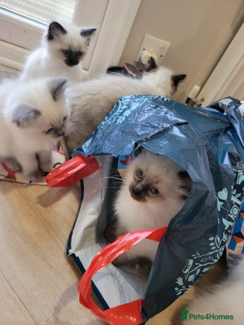 Ragdoll cats 5 very loved and spoiled Ragdoll kitttens - Advert 3