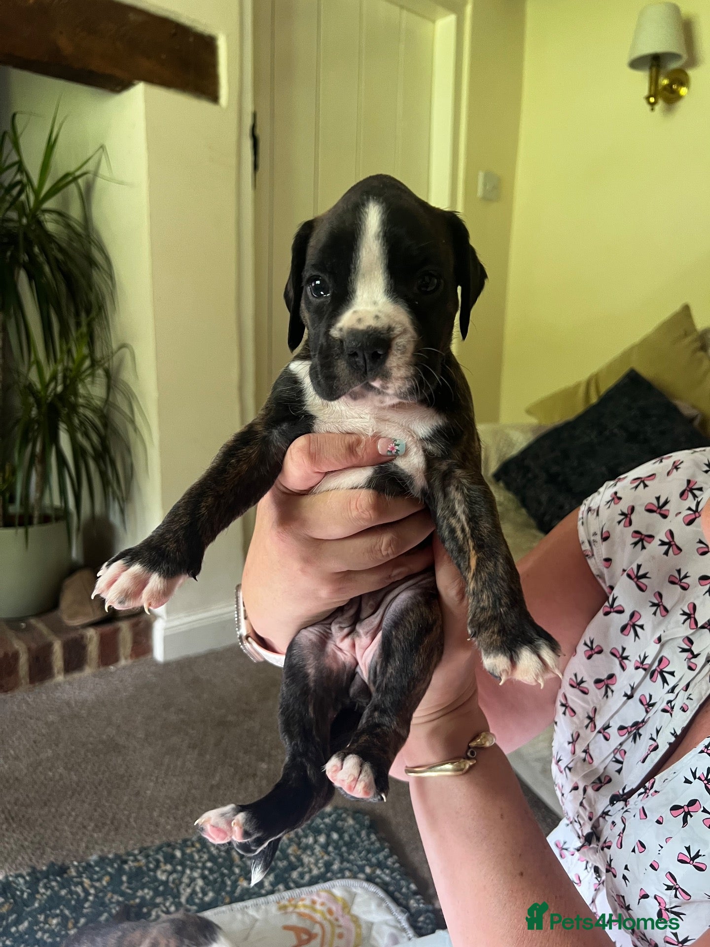 Boxer dogs Only 1 girl left - Advert 7