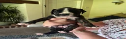 Boxer dogs for sale: Only 1 girl left - Advert 2