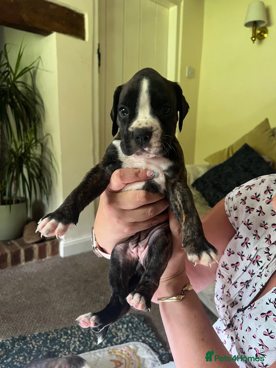 Boxer dogs for sale: Only 1 girl left - Advert 2