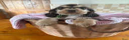 Cocker Spaniel dogs for sale: Ready now! Health tested show cocker spaniels - Advert 2