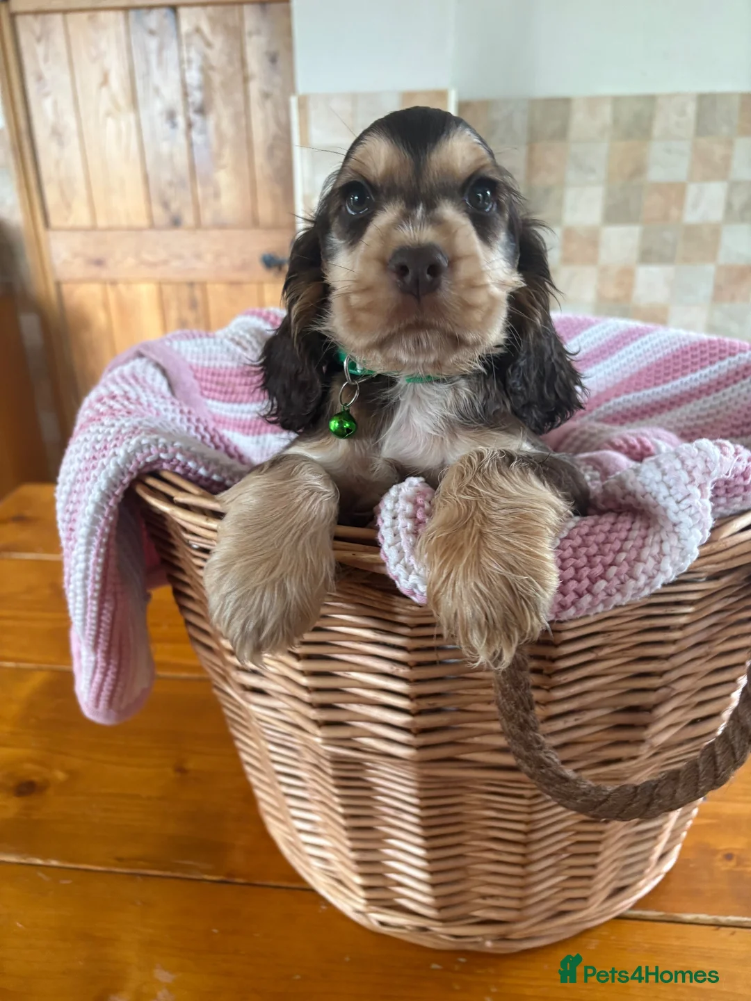 Cocker Spaniel dogs for sale: Ready now! Health tested show cocker spaniels - Advert 2
