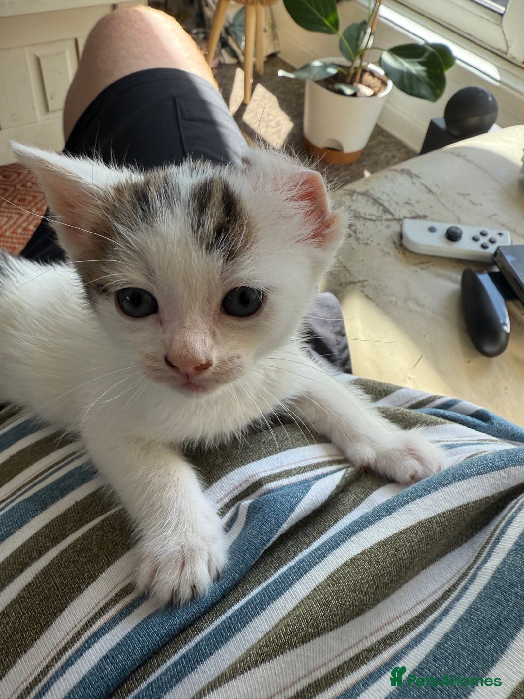 Domestic Shorthair cats for sale: 🐾 Kittens for Sale – White & Tabby 🐾 - Image 8