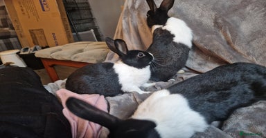Mixed Breed rabbits - Advert 16