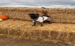 Pug dogs for sale: 9 month old pug puppy  - Image 3