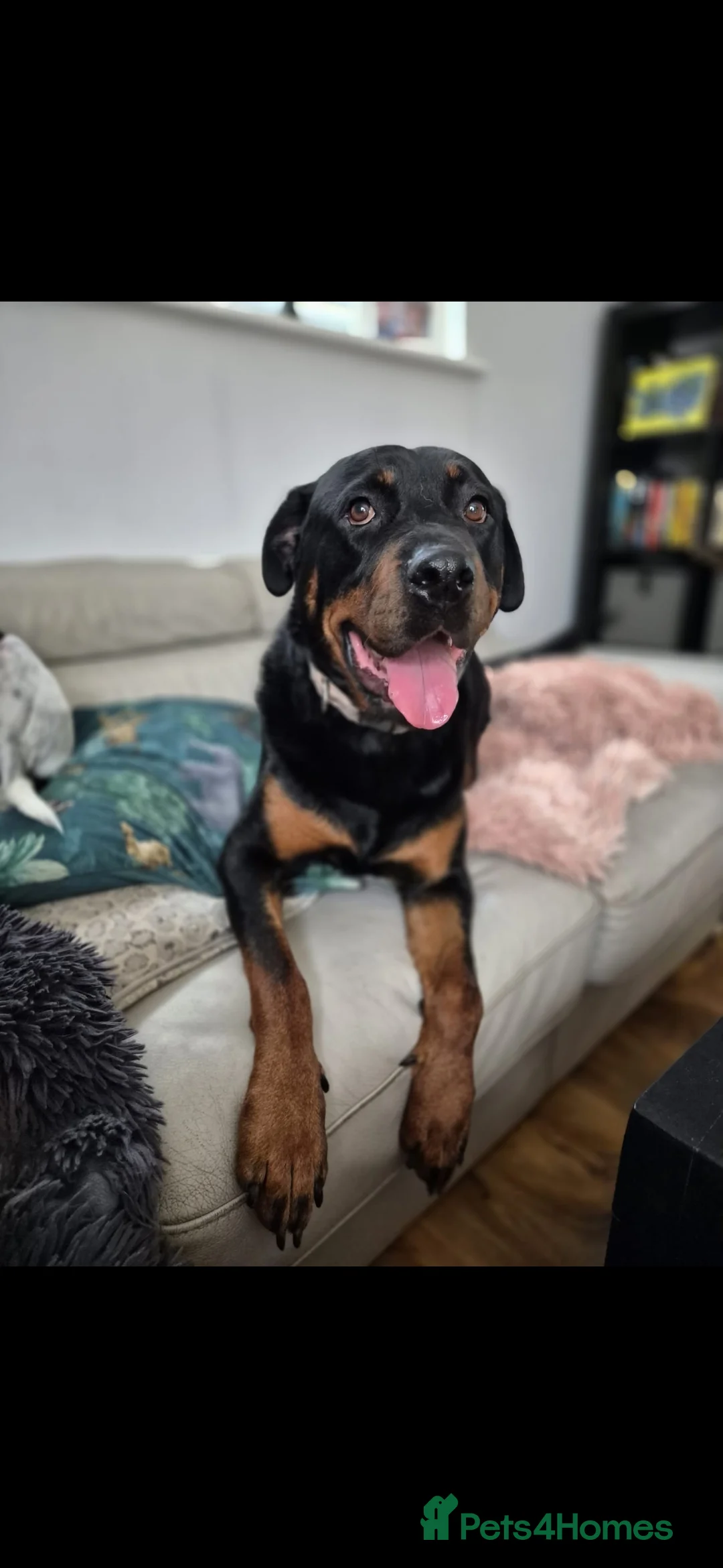 Rottweiler dogs for sale: Beautiful Rottweiller KC loving friendly - Advert 4