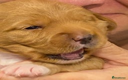Australian Labradoodle dogs for sale: Australian Labradoodle Puppies F1b - Image 22
