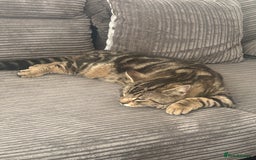 Domestic Shorthair cats for sale: Male cat - Image 3