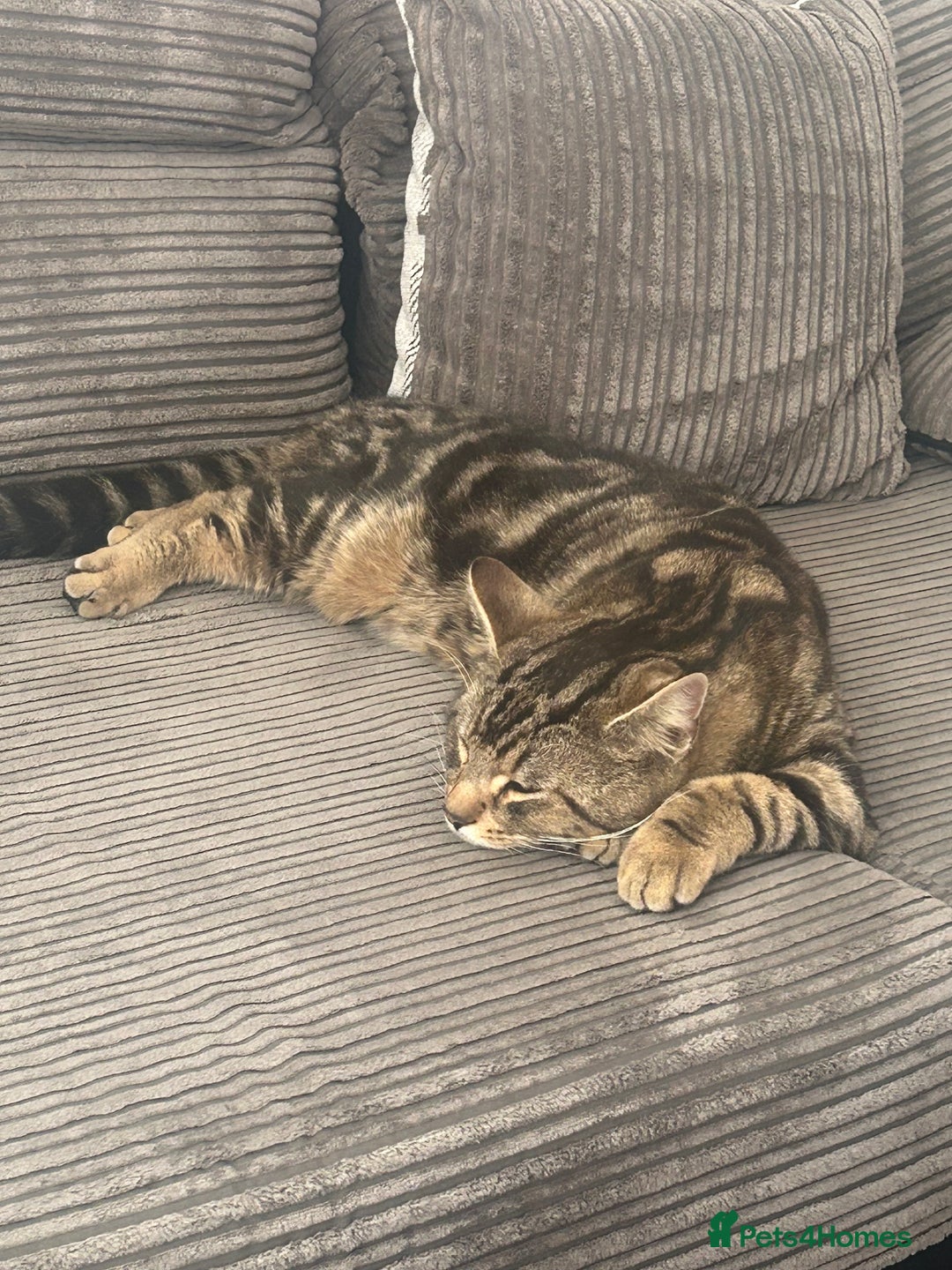 Domestic Shorthair cats for sale: Male cat - Image 3