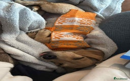 Mixed Breed dogs for adoption: Rusty the tiny cuddle monster  - Image 3