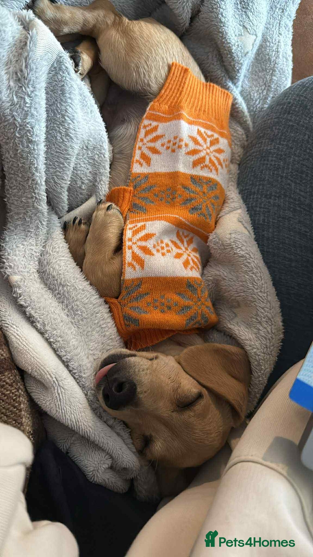 Mixed Breed dogs for adoption: Rusty the tiny cuddle monster  - Image 3