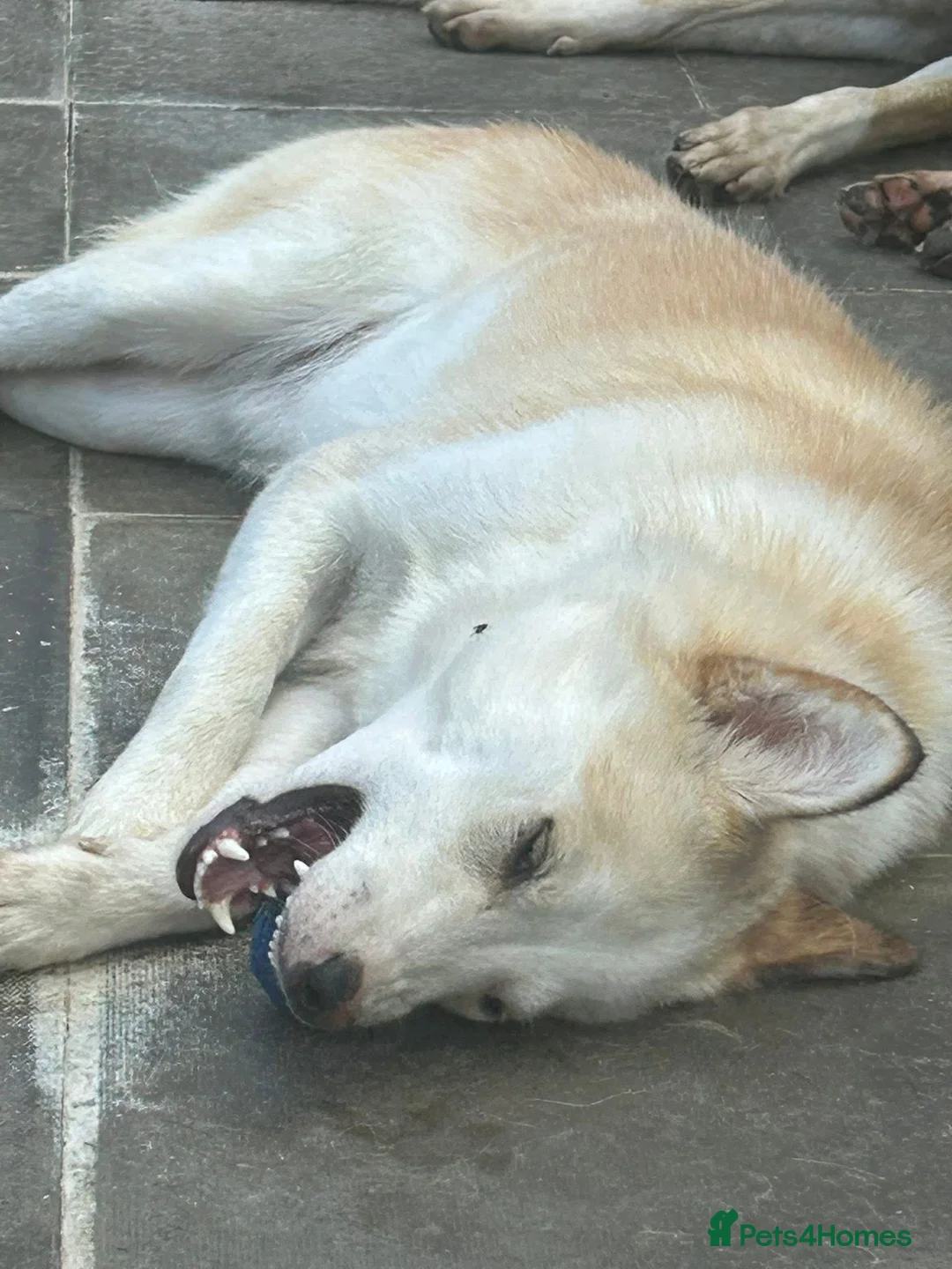 Mixed Breed dogs for adoption: Song - Norwich Norfolk  - Advert 8