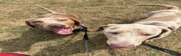 Miniature Dachshund dogs for sale: 2 miniature daschunds looking for loving homes in Port Talbot - Advert 1