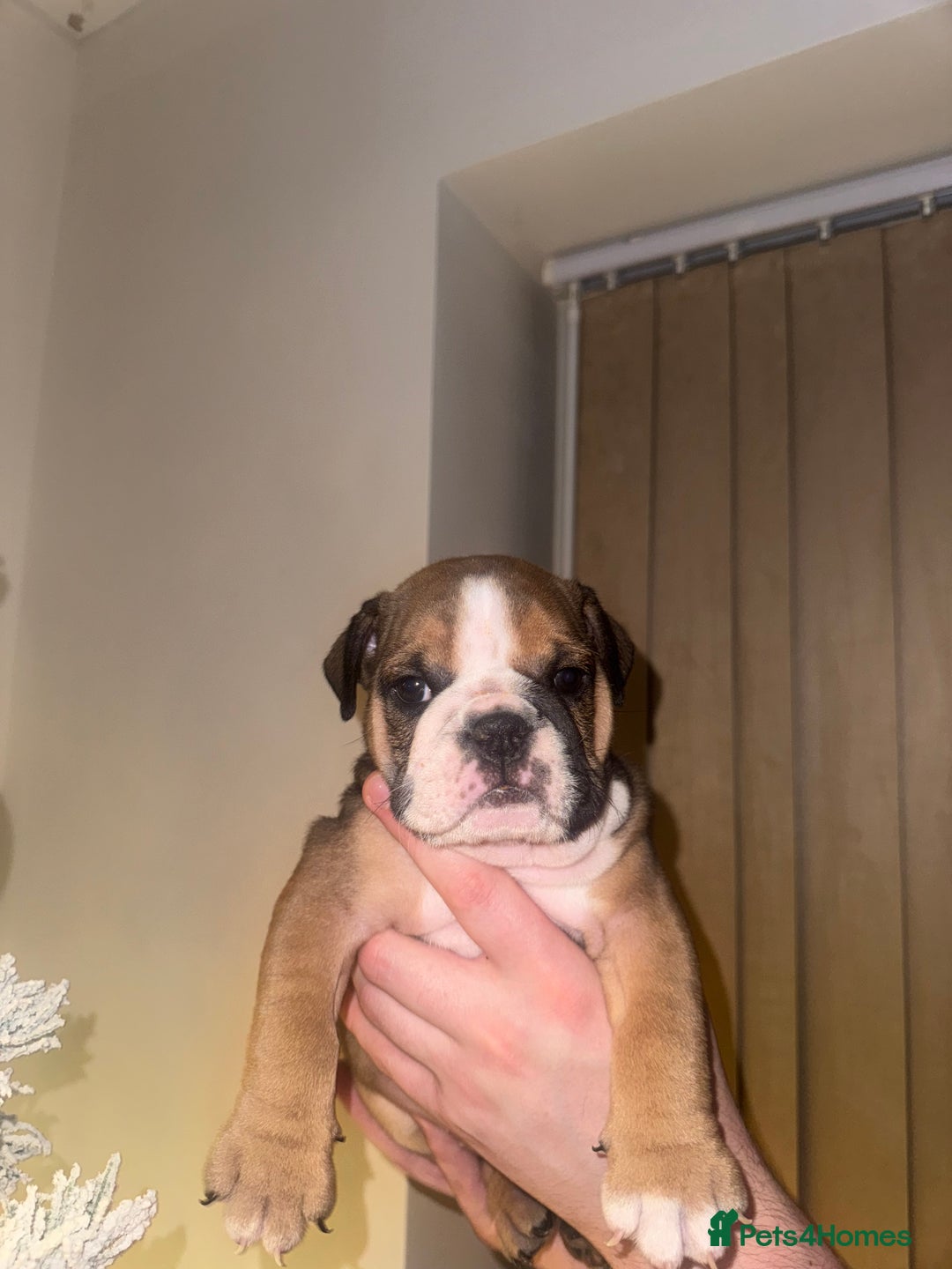 English Bulldog dogs for sale: English Bulldog Puppies🩵🩷 - Advert 4