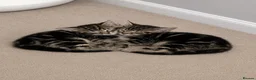 Mixed Breed cats for sale: 1 boy kitten left - Advert 6