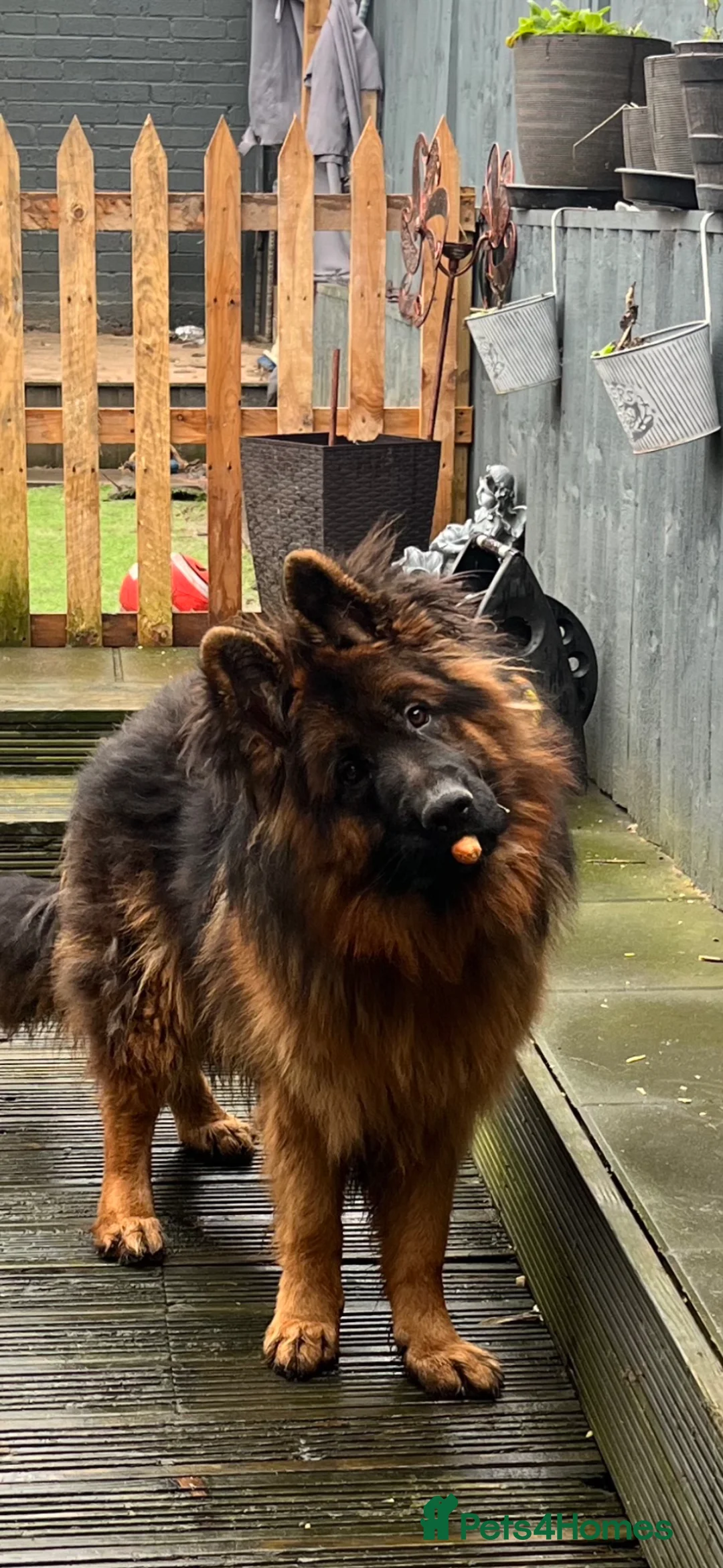 German Shepherd dogs for sale: Ronnie the German shepherd  - Advert 2