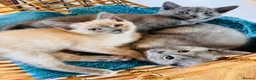Siamese cats for sale: Siamese x Persian kittens 🐾 - Advert 5