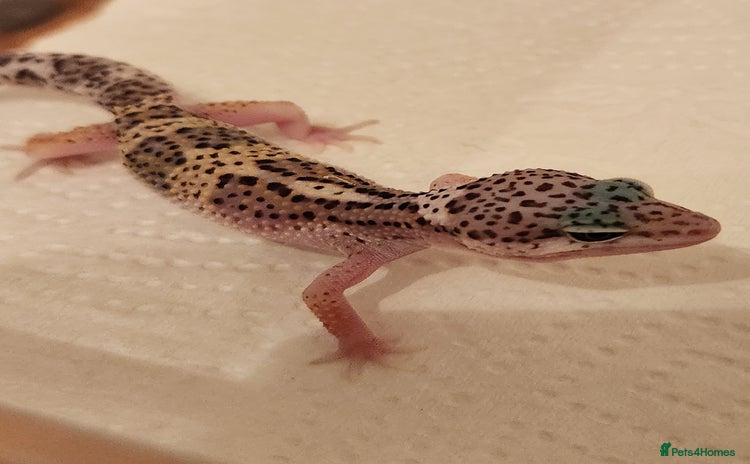 Leopard Gecko reptiles - Advert 6