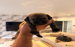 Shihpoo dogs for sale: 5 little shihpoos for sale. All beautiful boys  - Image 6
