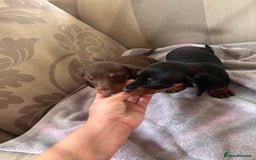 Dachshund dogs for sale: Daushund puppy’s for sale ready to leave 💝  - Image 10