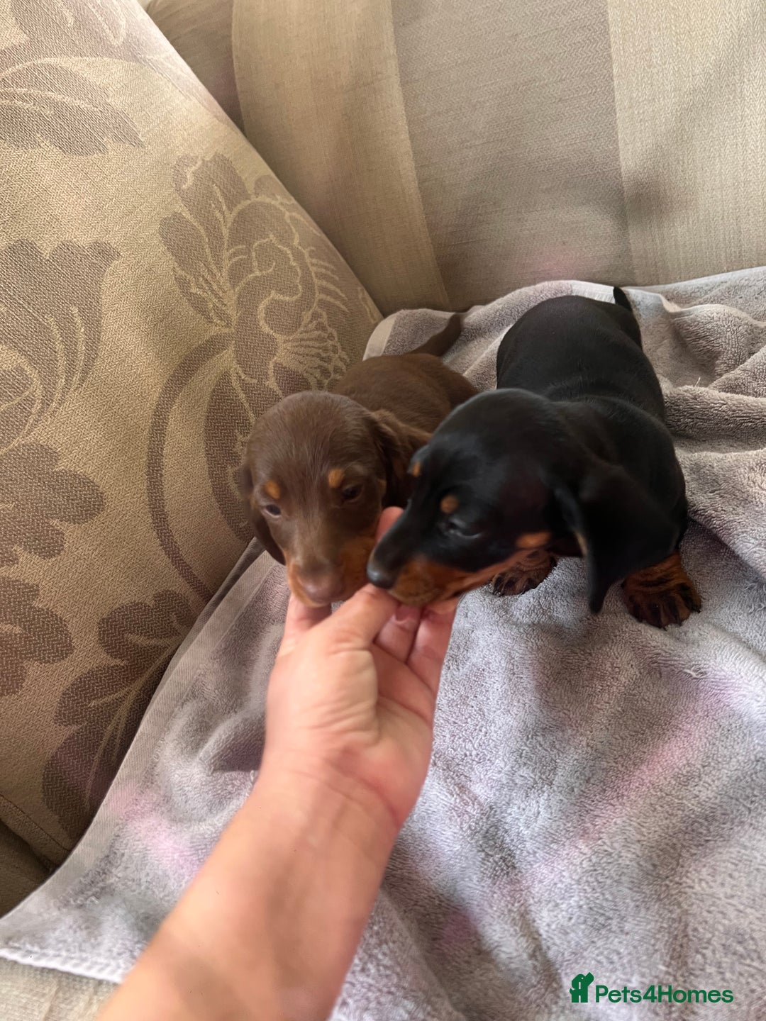 Dachshund dogs for sale: Daushund puppy’s for sale ready to leave 💝  - Image 10