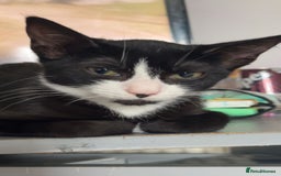 Mixed Breed cats for sale: Cats looking for a new home - not £50  - Image 2