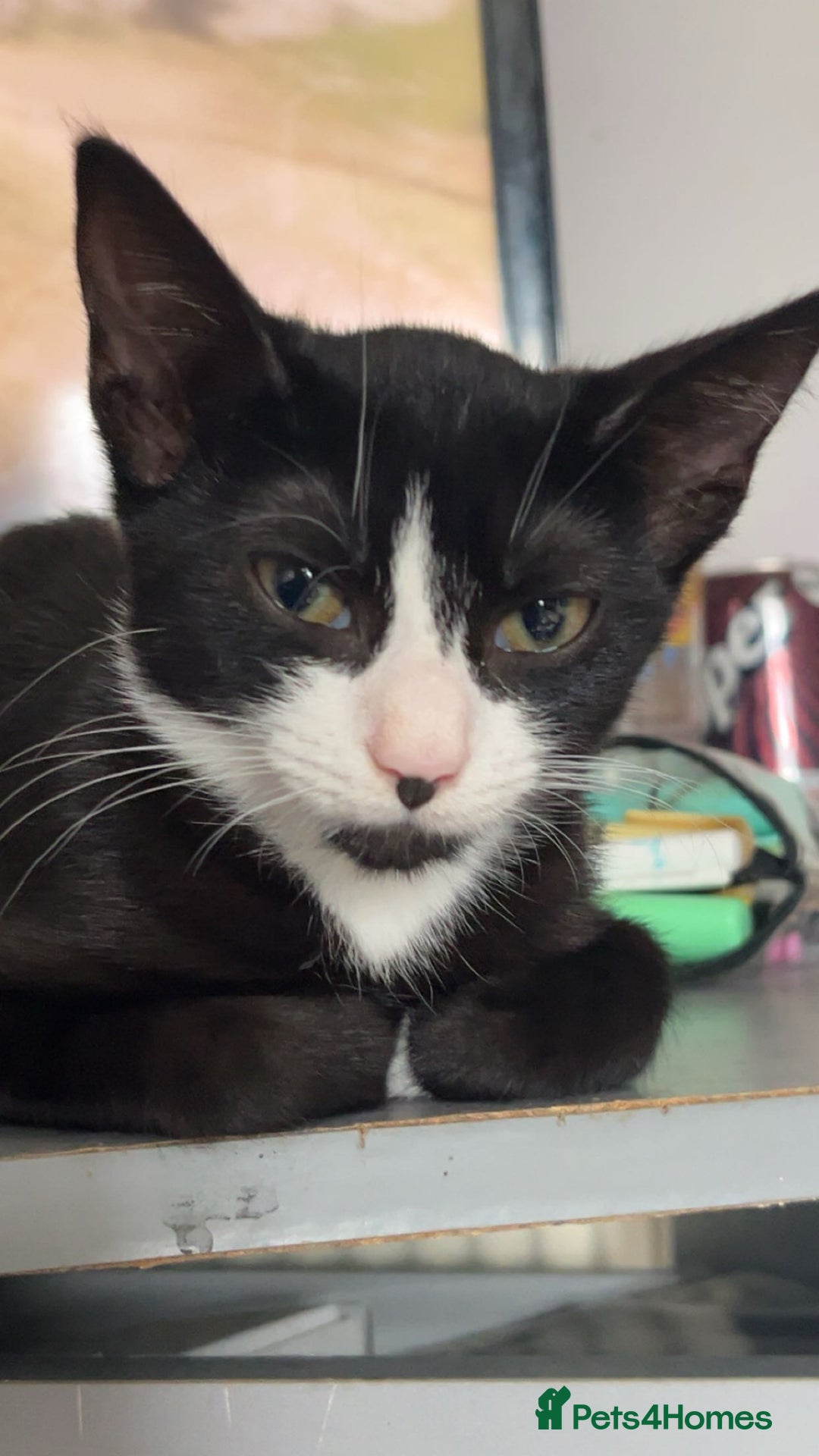 Mixed Breed cats for sale: Cats looking for a new home - not £50  - Image 2