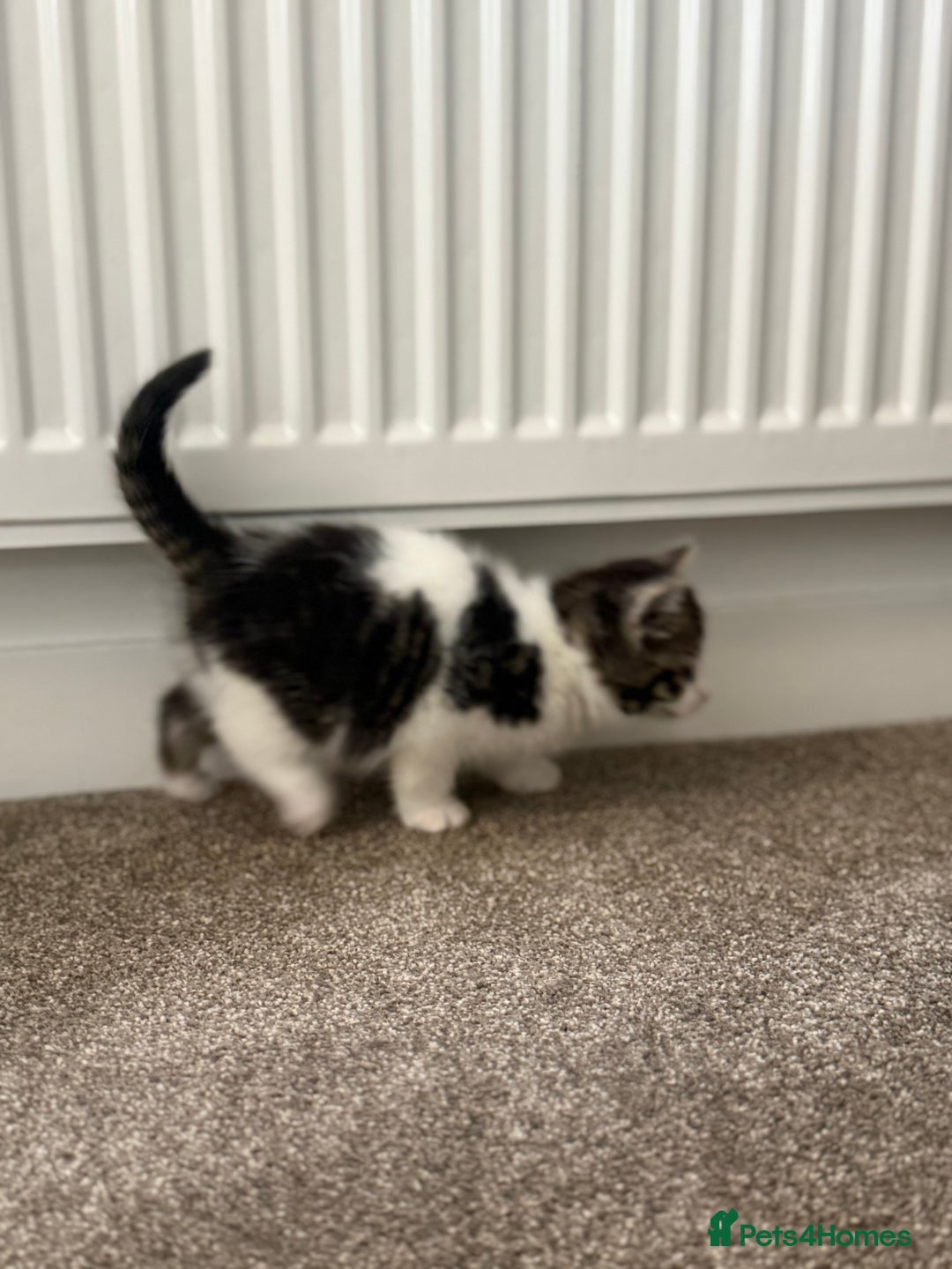 Mixed Breed cats for sale: Beautiful kittens for sale  - Advert 5