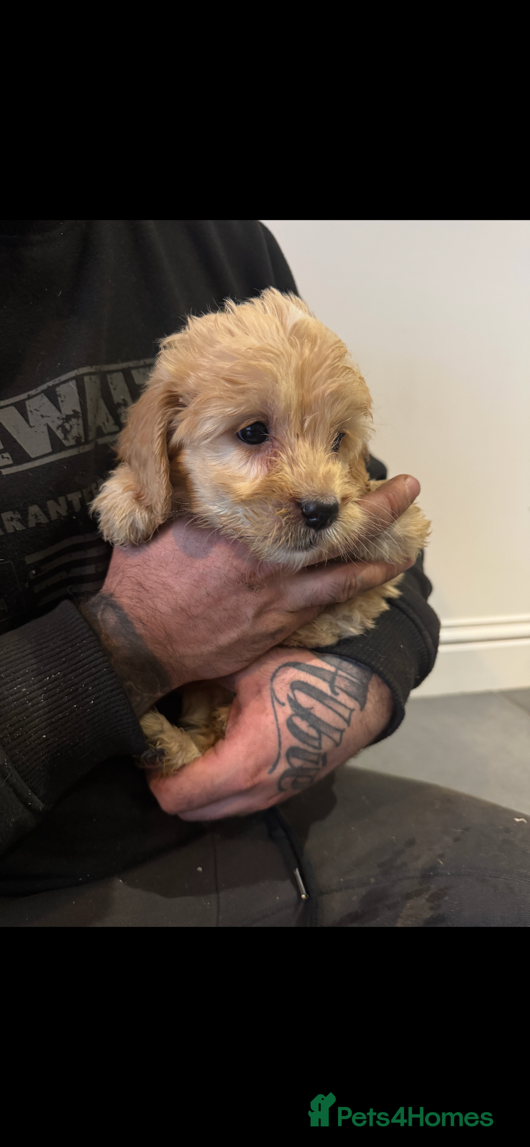 Cockapoo dogs for sale: F1 cockapoos  - Advert 12