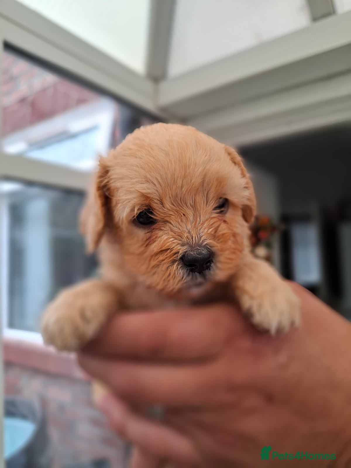 Lhasapoo dogs Beautiful, home reared lhasapoos - Advert 2