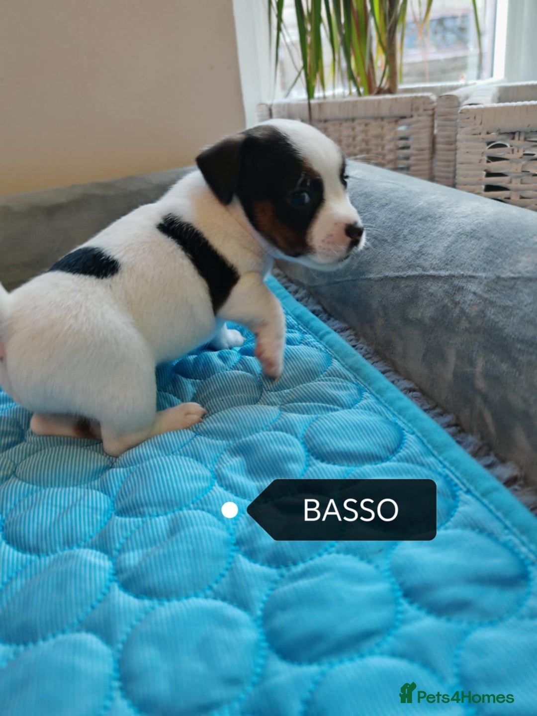 Jack Russell dogs for sale: Jack Russell puppies,Parents reg.Kennel club, - Image 11