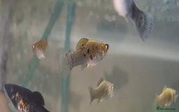 Mollies fish for sale: Mixed variety of Mollies  - Image 2