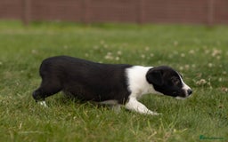 Mixed Breed dogs for sale: 🐾 Jack Russell x Border Collie Puppies  - Image 32