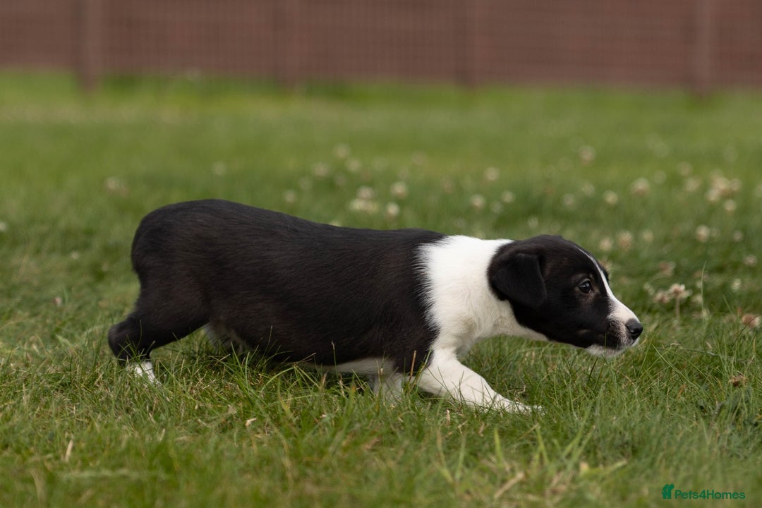 Mixed Breed dogs for sale: 🐾 Jack Russell x Border Collie Puppies  - Image 32