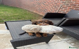 Cocker Spaniel dogs for sale: Loving Home Wanted for Beautiful Olive (WCS Puppy) - Image 13