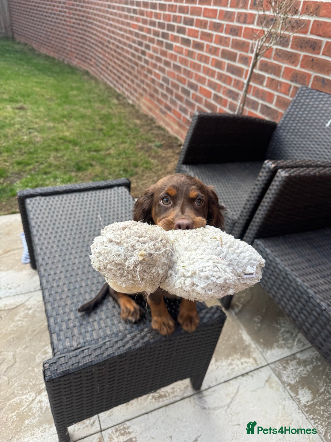 Cocker Spaniel dogs for sale: Loving Home Wanted for Beautiful Olive (WCS Puppy) - Image 13