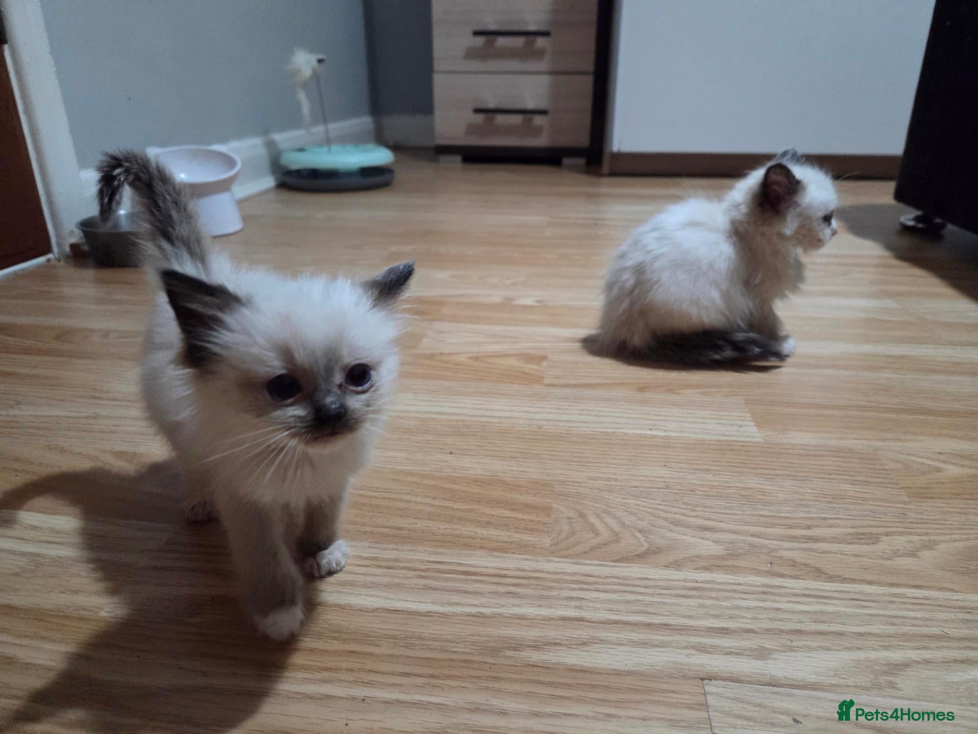Ragdoll cats ​GCCF Ragdoll Kittens - Pet  - Advert 2