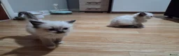 Ragdoll cats for sale: ​GCCF Ragdoll Kittens - Pet  - Advert 2