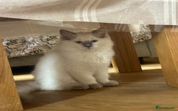 Ragdoll cats for sale: Extremely stunning boys and girls - Image 10
