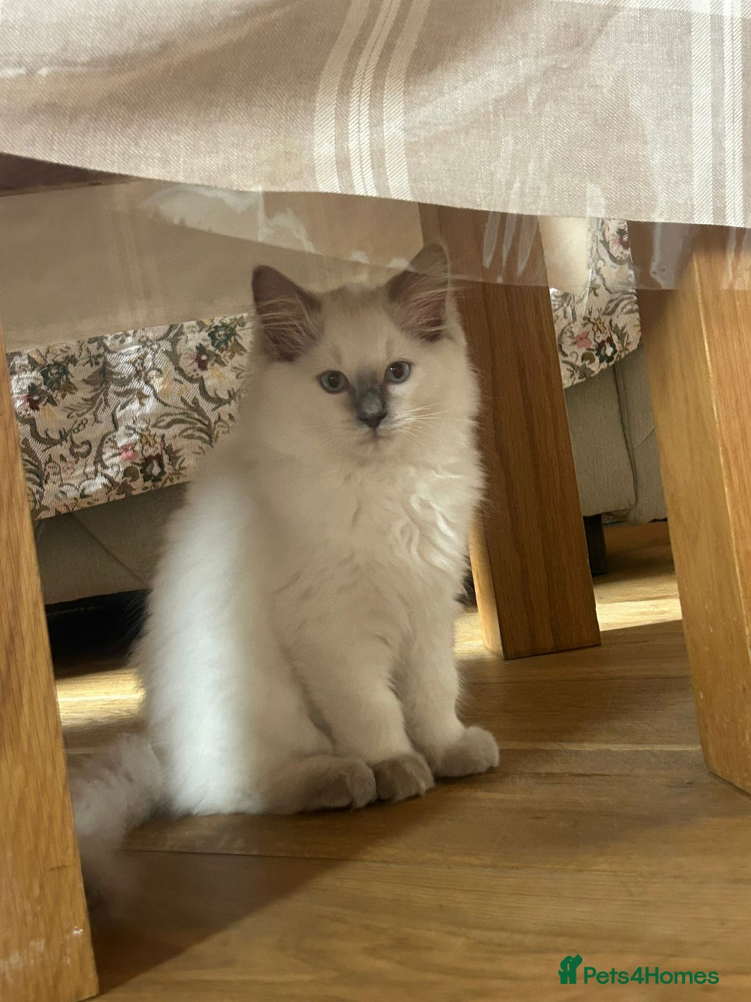 Ragdoll cats for sale: Extremely stunning boys and girls - Image 10