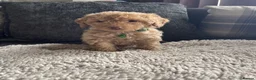 Cockapoo dogs for sale: f1b miniature dna health tested cockerpoos  - Advert 33