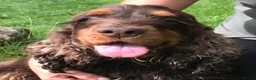 Cocker Spaniel dogs for sale: Show Chocolate Sable from health clear KC parents - Advert 7