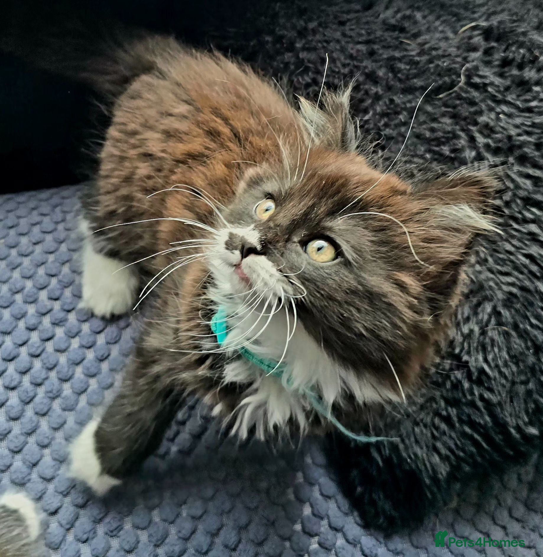 Mixed Breed cats Two fluffy kittens looking for forever loving home - Advert 13