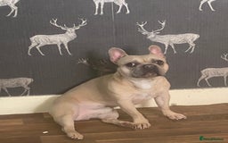 French Bulldog dogs for stud: Frenchie for Stud pure breed with papers - Image 2