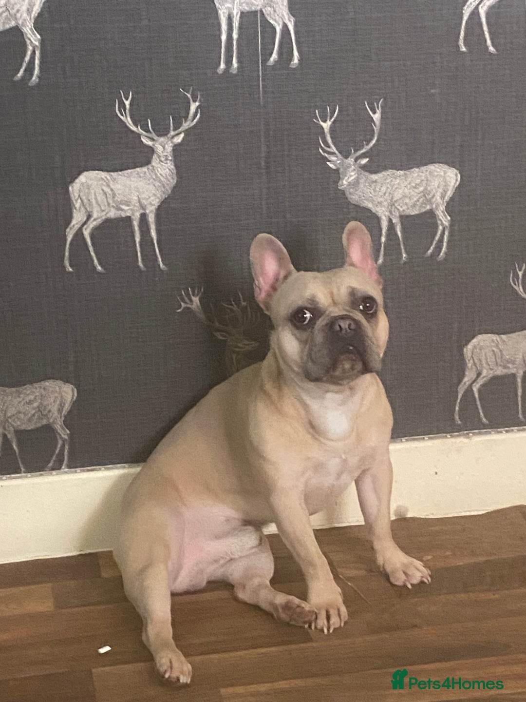 French Bulldog dogs for stud: Frenchie for Stud pure breed with papers - Image 2