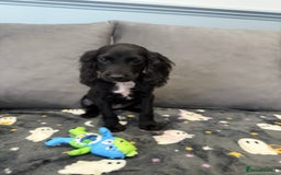 Cocker Spaniel dogs for sale: READY NOW 1 BLACK GIRL COCKER SPANIELS AVAILABLE  - Image 4