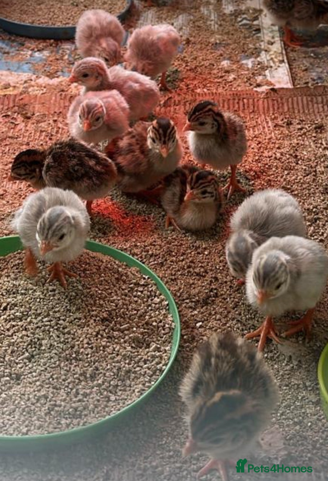 Guinea Fowl poultry for sale: Guinea Fowl Keets Ceredigion  - Image 3