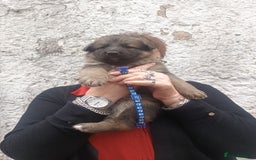 German Shepherd dogs for sale: German shepherd  - Image 3