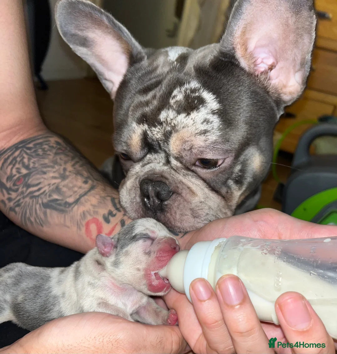 French Bulldog dogs for sale: Beautiful litter of 10 French bulldogs! - Advert 7