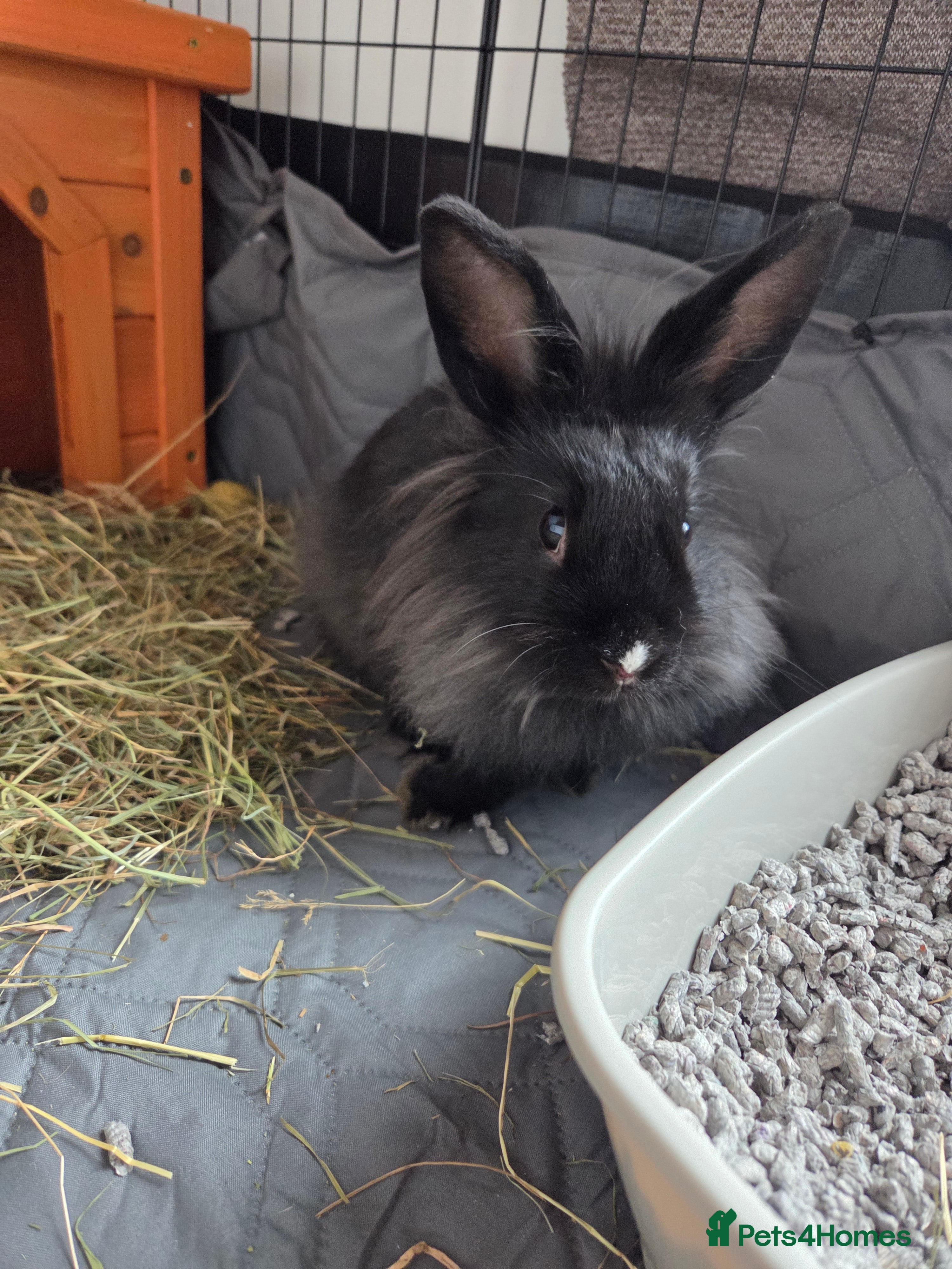 Lionhead rabbits Male lion head - Advert 17